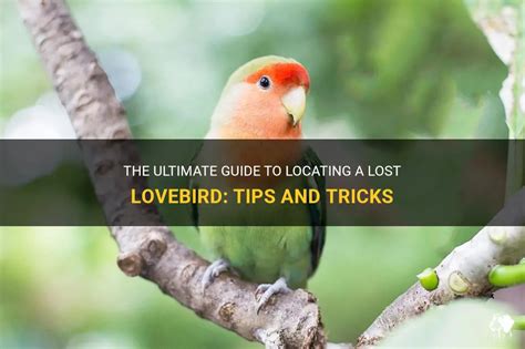 The Ultimate Guide To Locating A Lost Lovebird Tips And Tricks Petshun