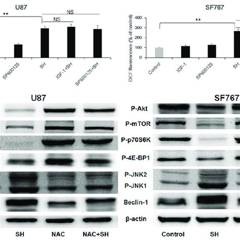 ROS Production Is Upstream Of JNK Pathway Activation And Akt MTOR