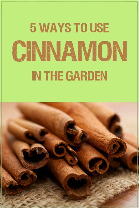 5 Ways To Use Cinnamon In The Garden