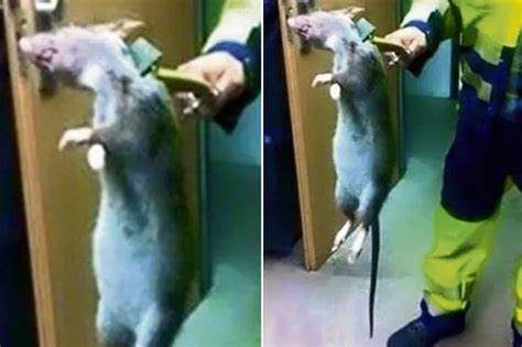 Horrifying Photo Of Monster Rat Caught In Uk Sends Facebook Into