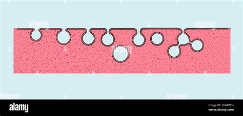 Pinocytosis