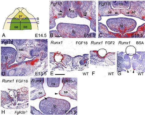 The Expression Patterns Of Fgf18 In The Frontal Sections Of The