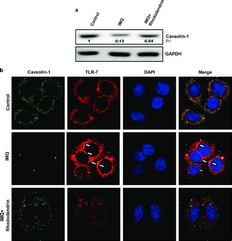 Rhododendrin Preserves Caveolin Expression In Nhek Cells A Nhek