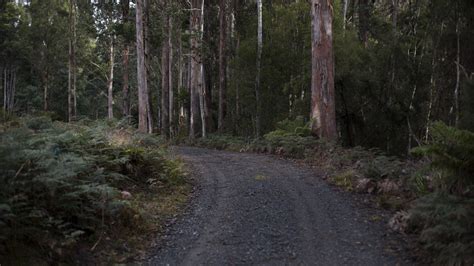 Junee Cave Track Photos