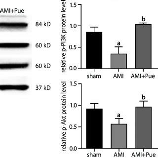 Effect Of Puerarin On Protein Expression Of The Pi K Akt Signaling