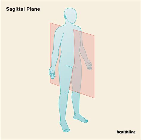 The 3 Anatomical Body Planes And The Movements In Each Sagittal Plane