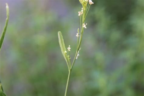 Mudflower: Horseradish seeds