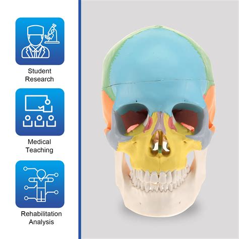 Human Anatomical Skull Model Painted Medical Teaching Skull Model ...