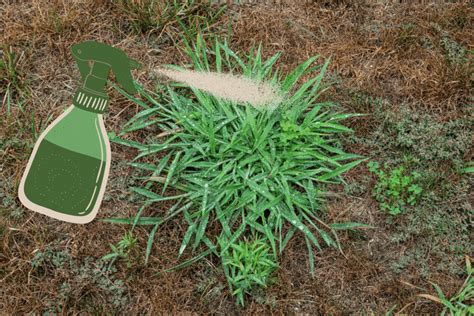 Can Crabgrass Preventer Be Applied To Wet Grass Grass Tasks