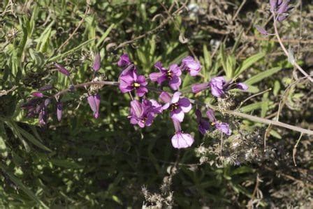 Collejón Moricandia arvensis