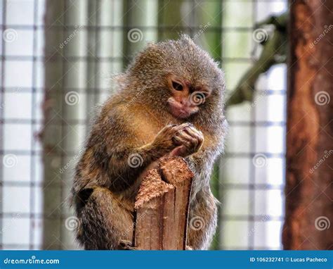 Pygmaea Do Cebuella Do Sagui De Pigmeu O Macaco O Menor Do S Do