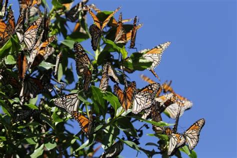 The Monarch Butterflies are Threatened | Nature and Wildlife | Discovery