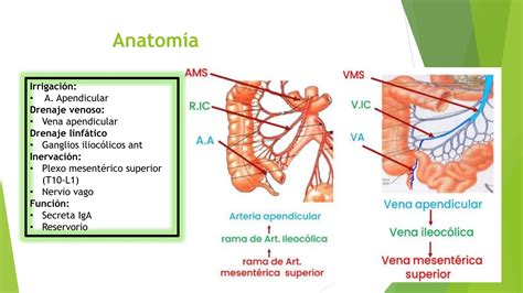 Abdomen Agudo Inflamatorio Apendicitis Pptx Descarga Gratuita