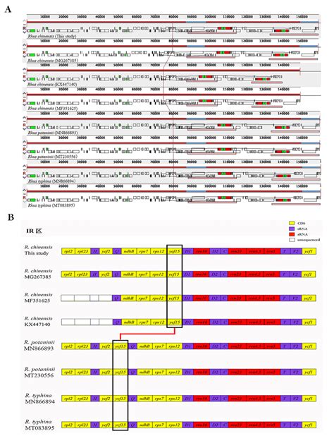 Gene Arrangement Of Eight Chloroplast Genomes Of Rhus Species A