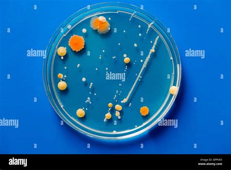 Blue Bacteria Hi Res Stock Photography And Images Alamy