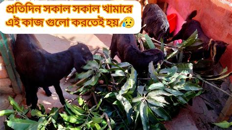 আমার খামারে সকালে কি কি কাজ থাকে।। Morning Vlog Of My Farm ☀️☀️🐐 Youtube