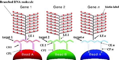 Schematic Of Multiplex Branched Dna Bdna Assay Using Luminex Beads