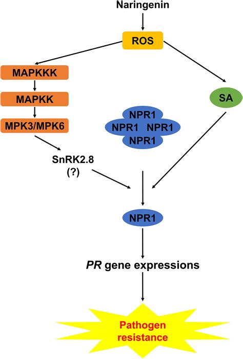 Frontiers Naringenin Induces Pathogen Resistance Against Pseudomonas