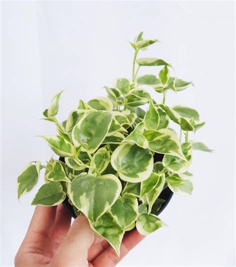 Peperomia Scandens Variegata, Furniture & Home Living, Gardening ...