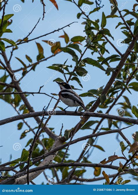 madikwe animal list 2