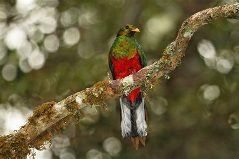 White Tipped Quetzal Male Pharomachrus Fulgidus Quetzal Dorado