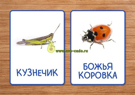 Карточки насекомые для детей скачать и распечатать бесплатно
