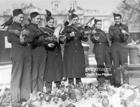 War Pigeon Photos and Premium High Res Pictures - Getty Images