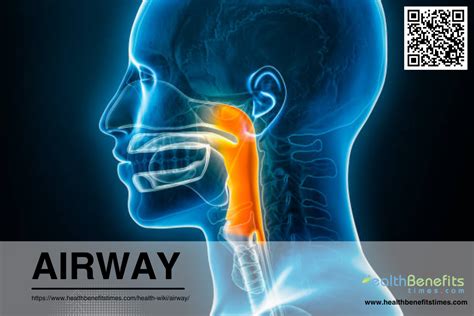 Airway | Health Benefits