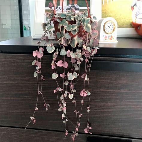 Церопегия Вуда: рекомендации по уходу в домашних условиях