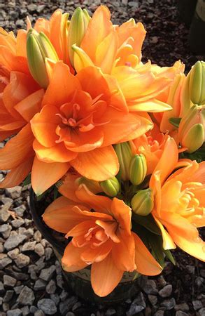 Лилия ТАЙНИ ДАБЛ Ю