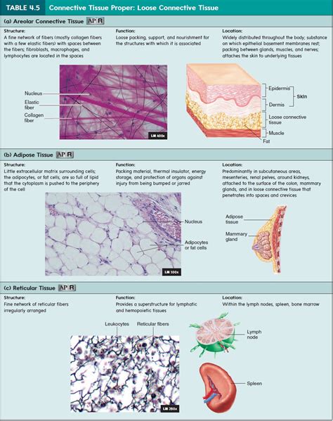 Loose Connective Tissue Reticular