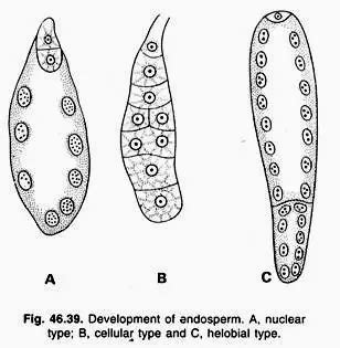 Endosperm - Types, Development, Functions, Examples - Biology Notes Online