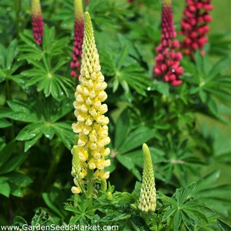 Люпин жёлтый (88 фото) - фото - картинки и рисунки: скачать бесплатно