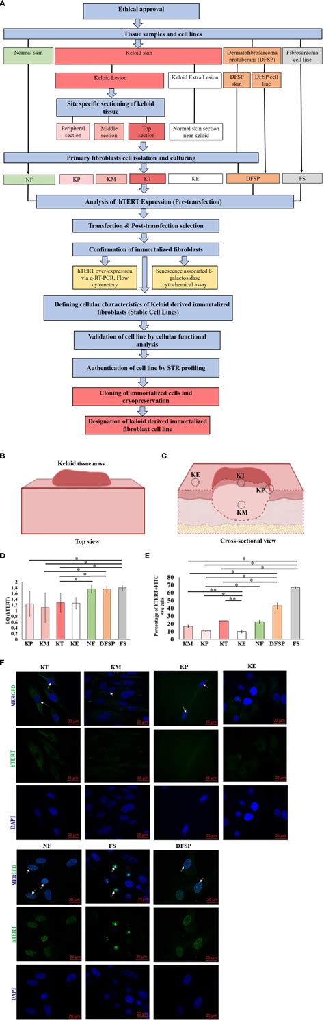 Frontiers Development And Validation Of Novel Keloid Derived