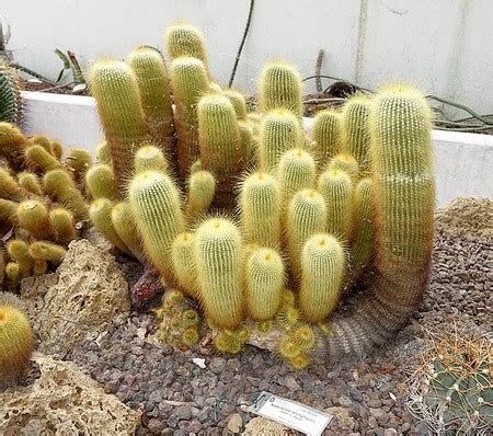 cactus definition types flowers studycom