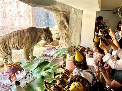 新竹市立動物園10日為兩隻孟加拉虎舉辦生日派對，入園遊客齊聚猛獸展示區，一起為老虎慶生、唱生日快樂歌。 新聞 Rti 中央廣播電臺