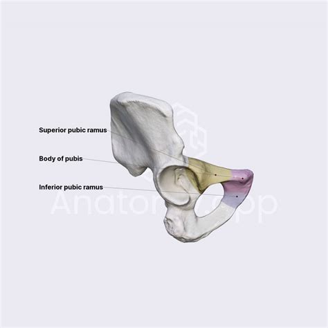 Pubic bone (Pubis) | Skeleton of the lower limb | Lower Extremity ...