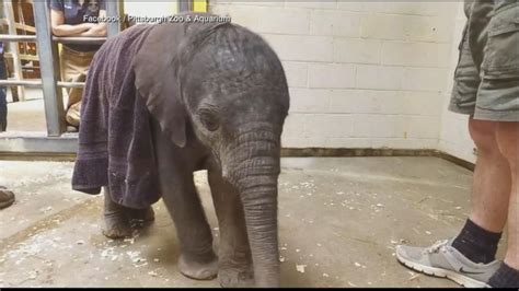 Baby elephant unveiled at Pittsburgh Zoo after early arrival - ABC News