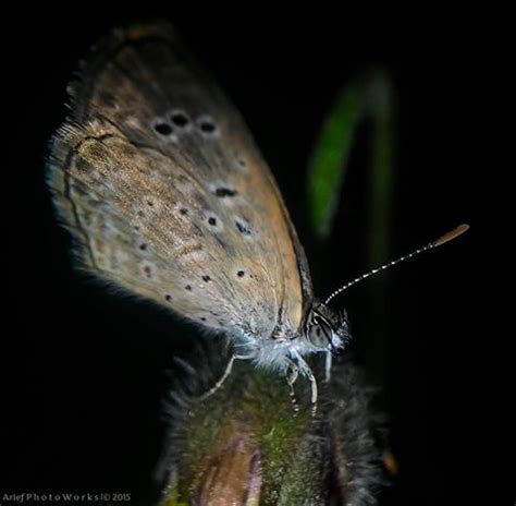 Any Awesome Insect Macro Photography at Home - Macro Photography ...