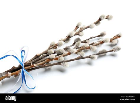 Pussy Willow Branches Tied With Blue Ribbon Isolated On White Background Stock Photo Alamy