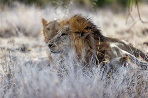 Lions Laying On Grass In Lewa Conservancy Kenya Stock Image Image Of