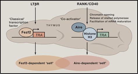 Aire Gets Company For Immune Tolerance Cell