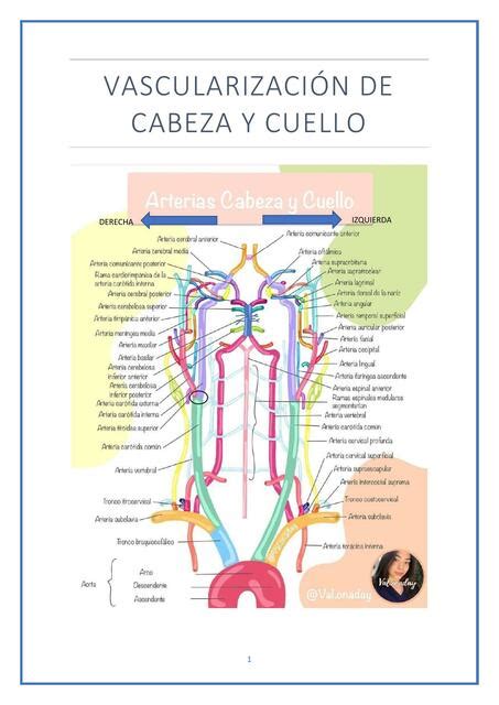 Vascularizaci N De Cabeza Y Cuello In S Cobos Ramos Udocz