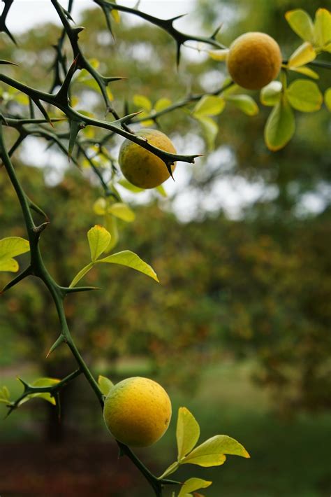 Poncirus Trifoliata Syn Citrus Trifoliata Trifoliate Or Flickr