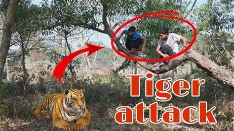 Sundarban Tiger Attack - YouTube