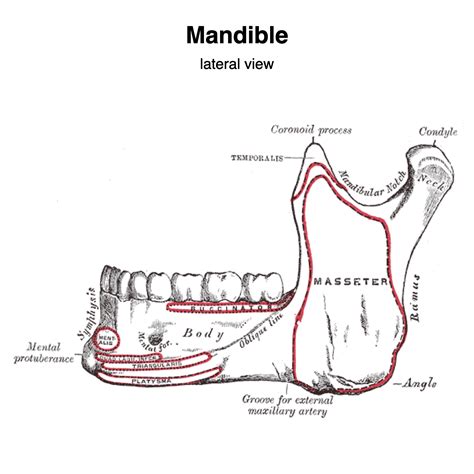 Image Radiopaedia Org