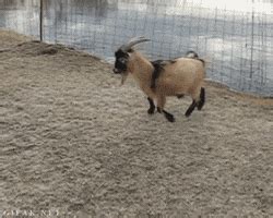 Fainting Goat GIFs - Find & Share on GIPHY