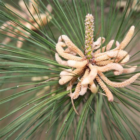 Loblolly Pine Trees for Sale – FastGrowingTrees.com