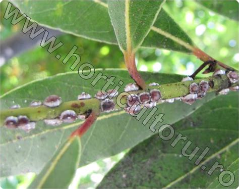 Paduchii Testosi La Flori Plante Ornamentale Lamai