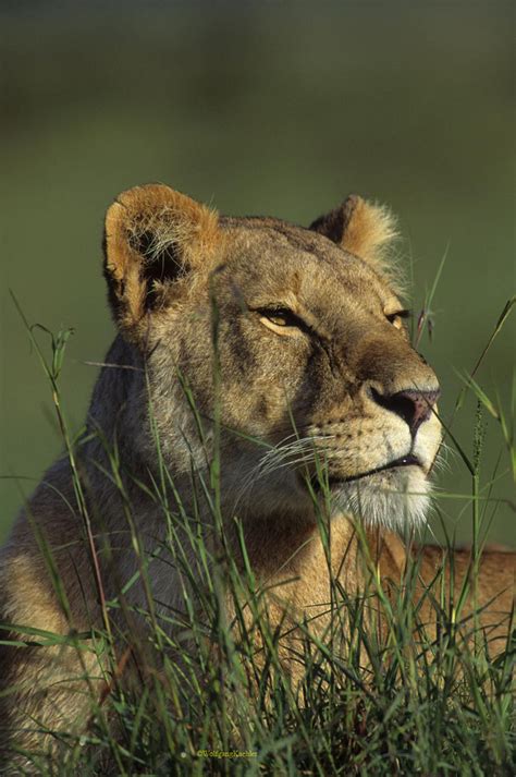 Portrait Of A Lioness — Photo Tours